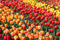 Tulpen